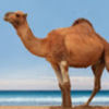 giasimbari